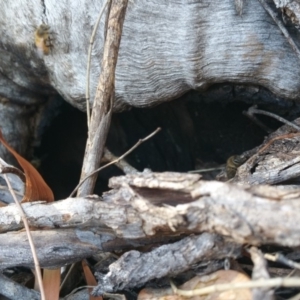 Apis mellifera at Deakin, ACT - 17 Feb 2018 10:49 AM