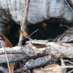 Apis mellifera at Deakin, ACT - 17 Feb 2018