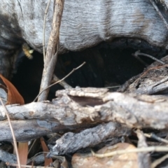 Apis mellifera at Deakin, ACT - 17 Feb 2018