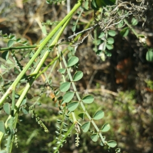 Indigofera adesmiifolia at Deakin, ACT - 17 Feb 2018