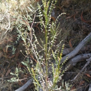 Indigofera adesmiifolia at Deakin, ACT - 17 Feb 2018