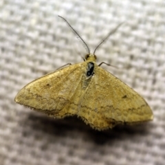 Scopula rubraria (Reddish Wave, Plantain Moth) at O'Connor, ACT - 7 Feb 2018 by ibaird