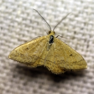 Scopula rubraria at O'Connor, ACT - 7 Feb 2018