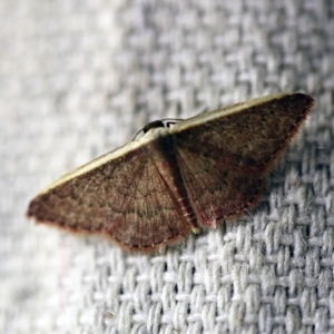 Idaea inversata at O'Connor, ACT - 7 Feb 2018