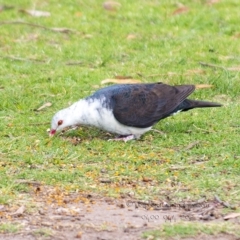Columba leucomela (White-headed Pigeon) at Millingandi, NSW - 21 Oct 2017 by JulesPhotographer