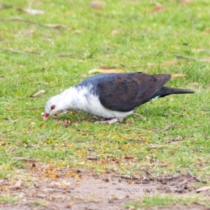 Columba leucomela at Millingandi, NSW - 21 Oct 2017