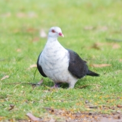 Columba leucomela at Millingandi, NSW - 21 Oct 2017