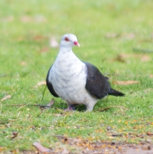 Columba leucomela at Millingandi, NSW - 21 Oct 2017