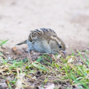 Passer domesticus at Millingandi, NSW - 21 Oct 2017 07:42 AM