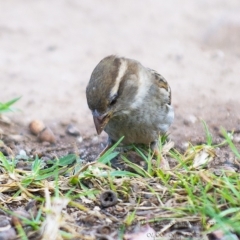 Passer domesticus at Millingandi, NSW - 21 Oct 2017 07:42 AM