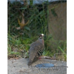 Phaps chalcoptera (Common Bronzewing) at Bald Hills, NSW - 16 Jan 2018 by JulesPhotographer