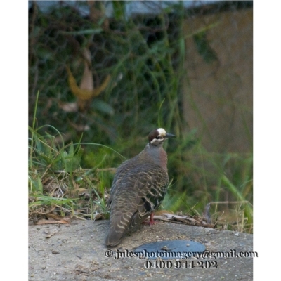 Phaps chalcoptera (Common Bronzewing) at Bald Hills, NSW - 17 Jan 2018 by JulesPhotographer