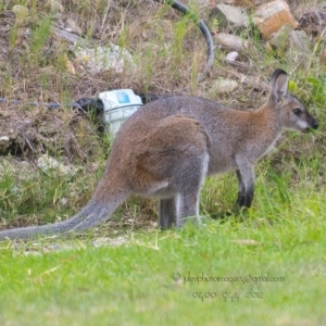 Notamacropus rufogriseus at Bald Hills, NSW - 15 Feb 2018 09:48 AM