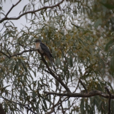 Cacomantis flabelliformis (Fan-tailed Cuckoo) at Wamboin, NSW - 26 Oct 2017 by natureguy