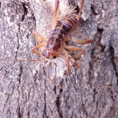 Paragryllacris sp. (genus) (Raspy or Tree cricket) at QPRC LGA - 26 Jan 2018 by natureguy