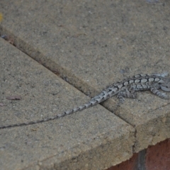 Amphibolurus muricatus (Jacky Lizard) at QPRC LGA - 24 Jan 2018 by natureguy