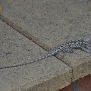 Amphibolurus muricatus at Wamboin, NSW - 24 Jan 2018 08:35 PM