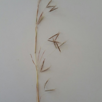 Hyparrhenia hirta (Coolatai Grass) at Uriarra Village, ACT - 16 Feb 2018 by ACTBioSecurity