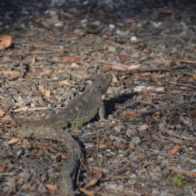 Pogona barbata (Eastern Bearded Dragon) at Wamboin, NSW - 29 Jan 2018 by natureguy