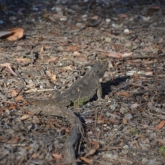 Pogona barbata at Wamboin, NSW - 29 Jan 2018