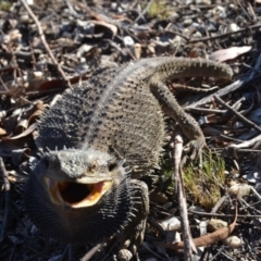 Pogona barbata at Wamboin, NSW - suppressed