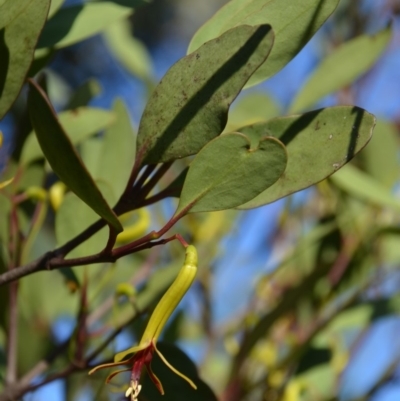 Muellerina eucalyptoides (Creeping Mistletoe) at Wamboin, NSW - 28 Jan 2018 by natureguy