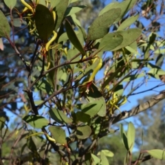 Muellerina eucalyptoides at Wamboin, NSW - 29 Jan 2018