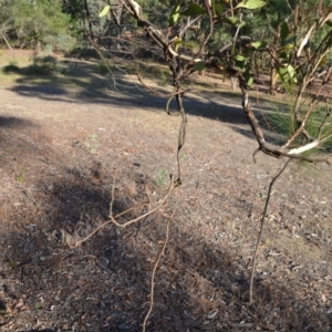 Muellerina eucalyptoides at Wamboin, NSW - 29 Jan 2018 10:52 AM