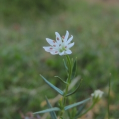 Stellaria angustifolia (Swamp Starwort) at Rob Roy Spring 2(F) - 3 Feb 2018 by MichaelBedingfield