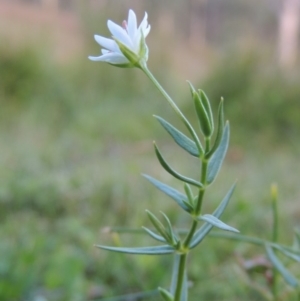 Stellaria angustifolia at Rob Roy Spring 2(F) - 3 Feb 2018 08:20 PM