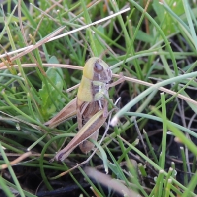 Praxibulus sp. (genus) (A grasshopper) at Rob Roy Range - 3 Feb 2018 by michaelb