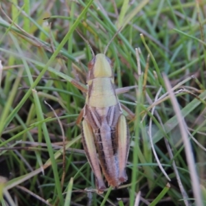 Praxibulus sp. (genus) at Conder, ACT - 3 Feb 2018