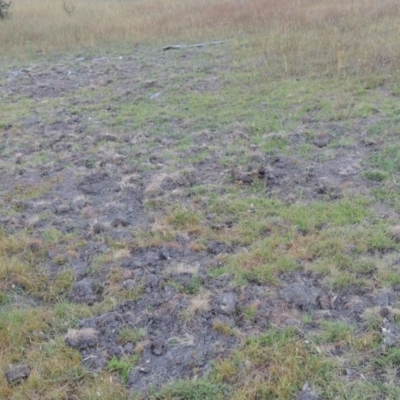 Sus scrofa (Wild Boar, Feral Pig) at Conder, ACT - 3 Feb 2018 by MichaelBedingfield