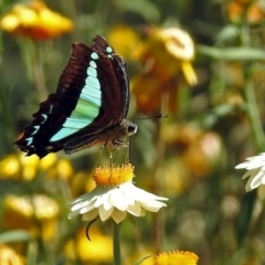 Graphium choredon (Blue Triangle) at ANBG - 16 Feb 2018 by RodDeb