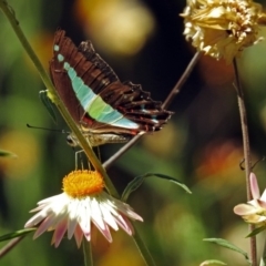 Graphium choredon at Acton, ACT - 16 Feb 2018 11:39 AM