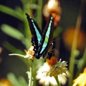 Graphium choredon at Acton, ACT - 16 Feb 2018 11:39 AM