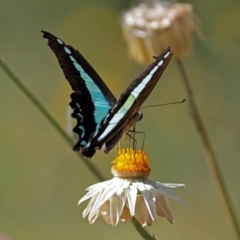 Graphium choredon at Acton, ACT - 16 Feb 2018