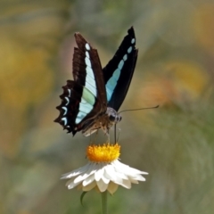 Graphium choredon at Acton, ACT - 16 Feb 2018 11:39 AM