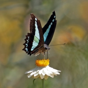 Graphium choredon at Acton, ACT - 16 Feb 2018