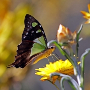 Graphium macleayanum at Acton, ACT - 16 Feb 2018 10:38 AM