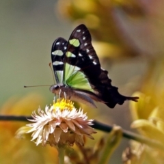 Graphium macleayanum at Acton, ACT - 16 Feb 2018 10:38 AM