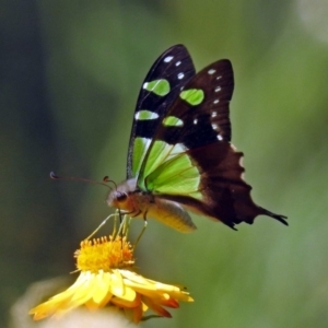 Graphium macleayanum at Acton, ACT - 16 Feb 2018 11:44 AM