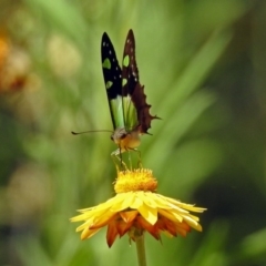 Graphium macleayanum at Acton, ACT - 16 Feb 2018