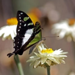 Graphium macleayanum at Acton, ACT - 16 Feb 2018