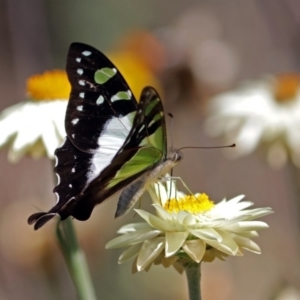 Graphium macleayanum at Acton, ACT - 16 Feb 2018 11:44 AM