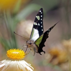 Graphium macleayanum at Acton, ACT - 16 Feb 2018 11:44 AM