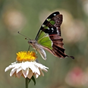 Graphium macleayanum at Acton, ACT - 16 Feb 2018 11:44 AM