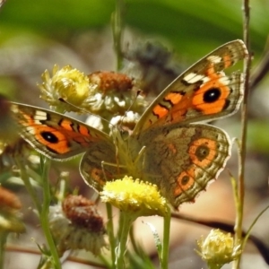 Junonia villida at Acton, ACT - 16 Feb 2018