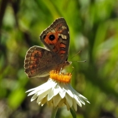 Junonia villida at Acton, ACT - 16 Feb 2018 11:36 AM