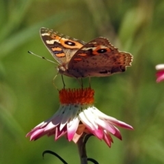 Junonia villida at Acton, ACT - 16 Feb 2018